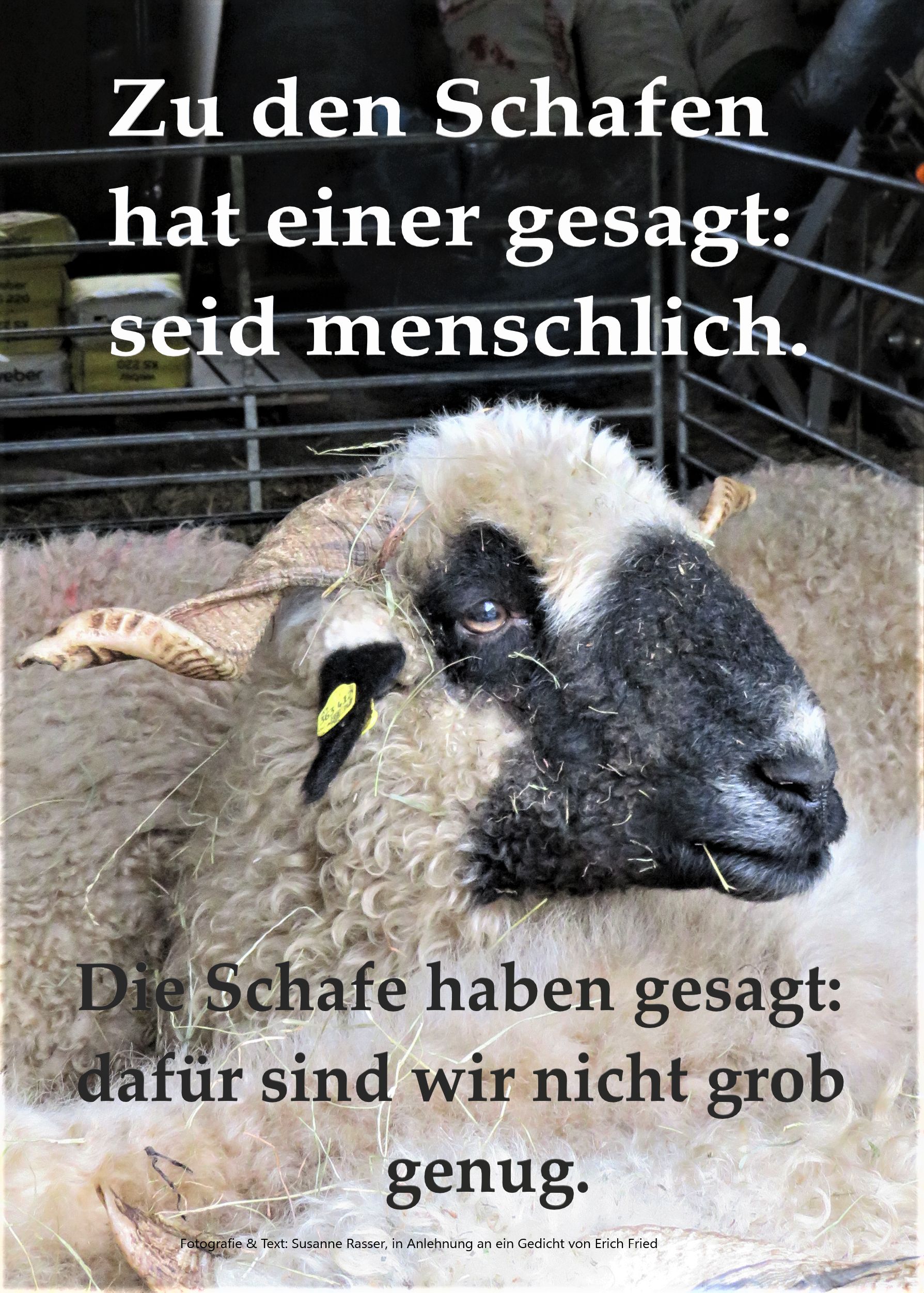 Schaf Ausstellung